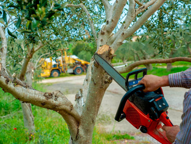 Best Tree Removal Contractors  in USA